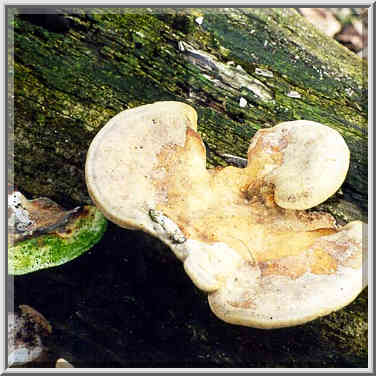 Mushrooms on a log at Heritage Trail along ...[4 words]... Ground, Indiana, February 22, 1998.