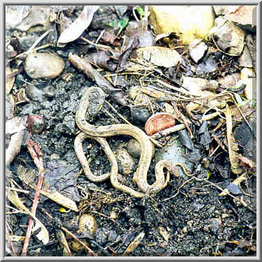 Baby snakes on a trail along Wabash River under ...[3 words]... W. Lafayette, Indiana, March 21, 1998.