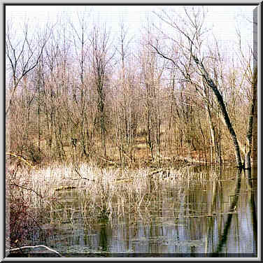 Celery bog 3/29/98