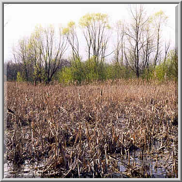 Celery bog 4/11/98