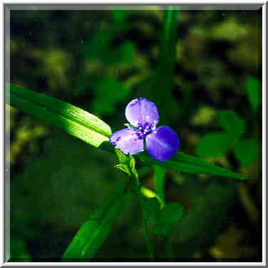 Trip to Harrison-Crawford State Forest, South Indiana, May 15-17