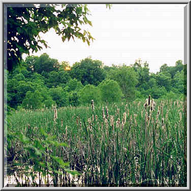 Celery bog 5/29/98, 6/14/98