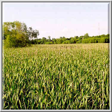 Celery bog 5/29/98, 6/14/98