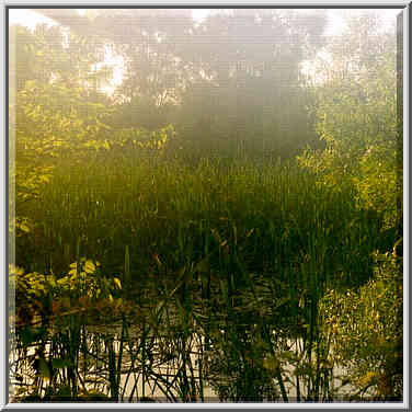 Celery bog 5/29/98, 6/14/98