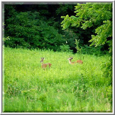 Celery bog 5/29/98, 6/14/98