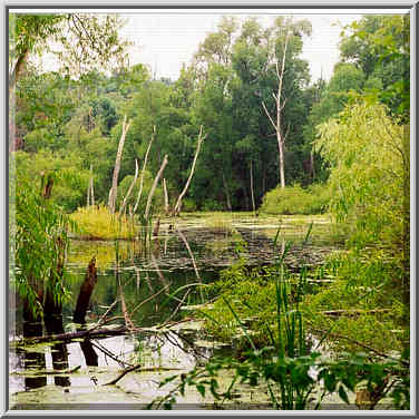 Celery Bog in W. Lafayette 8/9/98