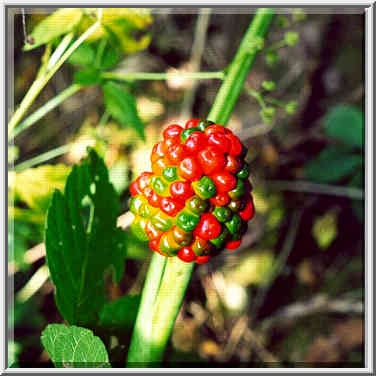 trail to Battle Ground along Wabash River 7/19/98, 8/30/98