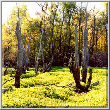 Celery Bog in W. Lafayette 10/25/98