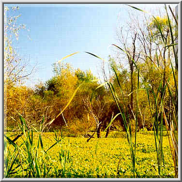 Celery Bog in W. Lafayette 10/25/98