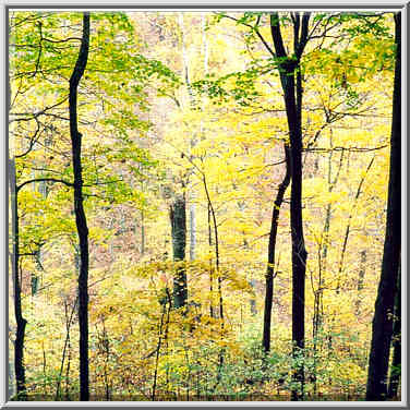 Knobstone Trail near Elk Creek? 10/31/98