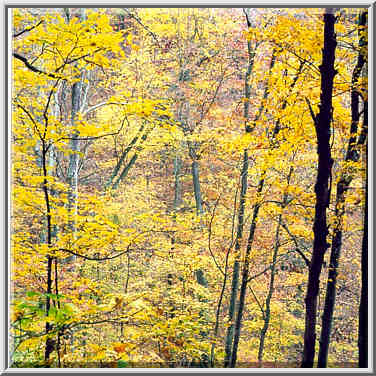 Knobstone Trail near Elk Creek? 10/31/98