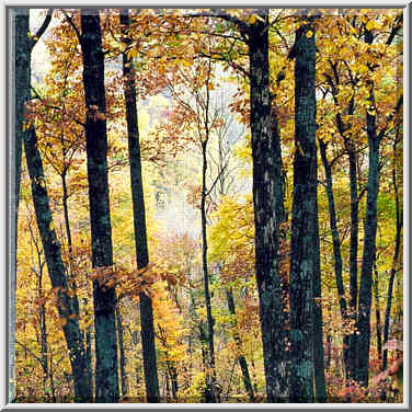 Knobstone Trail near Spurgeon Hollow in S. Indiana 11/1/98