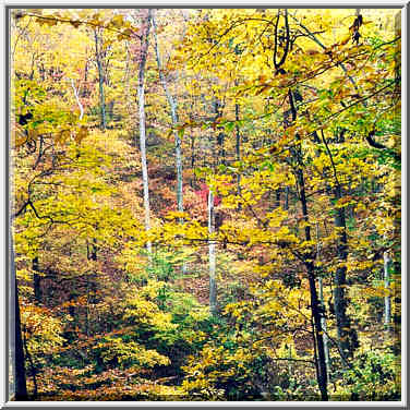 Knobstone Trail near Spurgeon Hollow in S. Indiana 11/1/98