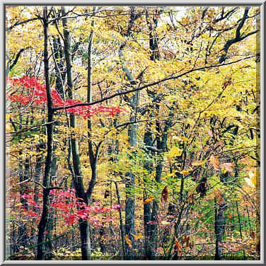 Knobstone Trail near Spurgeon Hollow in S. Indiana 11/1/98