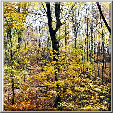 Knobstone Trail near Spurgeon Hollow in S. Indiana 11/1/98