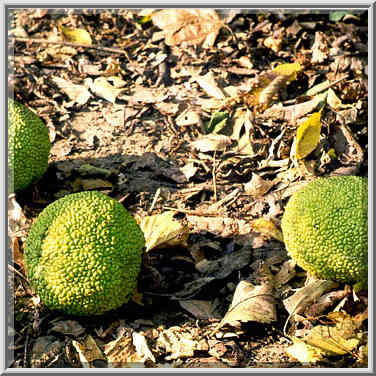 Hedge apples (fruits of osage orange) near Battle Ground. Indiana, October 16, 1999.