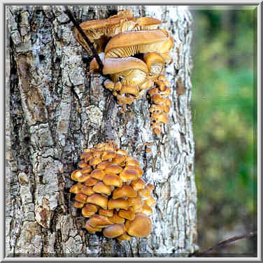 Winter mushrooms (Flammulina velutipes) near Battle Ground. Indiana, October 16, 1999.