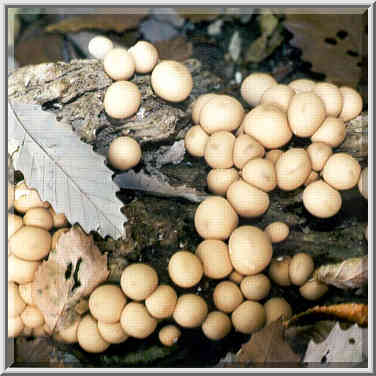 Puffball mushrooms near Battle Ground. Indiana, October 16, 1999.