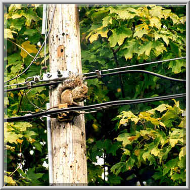 A squirrel on an electric pole at Garden St. West Lafayette, Indiana, October 21, 1999.