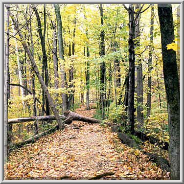 A trail in Happy Hollow Park. West Lafayette, Indiana, October 21, 1999.