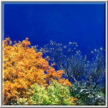 Bushes on rocks along Missouri River, view from ...[3 words]... Columbia, Missouri. October 23, 1999.