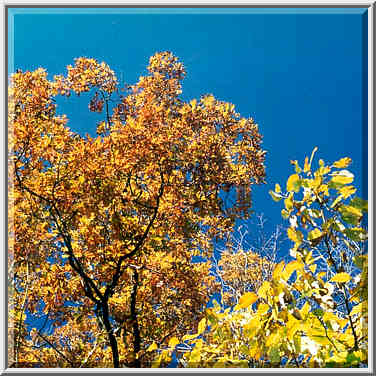 Oaks in Happy Hollow Park. West Lafayette, Indiana, October 27, 1999.