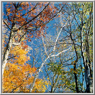 Late fall in Happy Hollow Park. West Lafayette, Indiana, October 27, 1999.