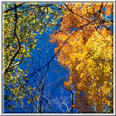 Fall colors in Happy Hollow Park. West Lafayette, Indiana, October 27, 1999.