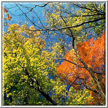 Fall colors in Happy Hollow Park. West Lafayette, Indiana, October 27, 1999.