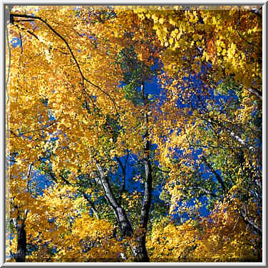 Maple crowns in Happy Hollow Park. West Lafayette, Indiana, October 27, 1999.