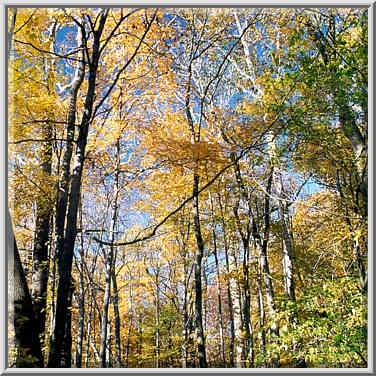 A trail in Happy Hollow Park. West Lafayette, Indiana, October 27, 1999.