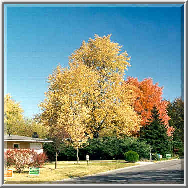 Garden St. before local elections. West Lafayette, Indiana, October 28, 1999.