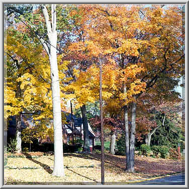 Ravinia Rd. West Lafayette, Indiana, October 30, 1999.