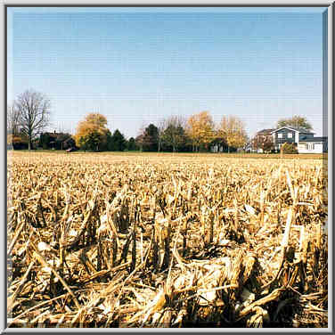 Corn field near Otterbein on C.R. 1200 E. 6 miles ...[2 words]... Lafayette. Indiana, October 30, 1999.