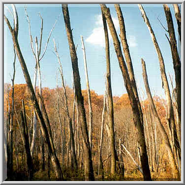 Dead forest in a marsh near Wabash River at Ross ...[6 words]... Lafayette. Indiana, October 30, 1999.