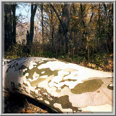 Fallen sycamore near Wabash River at Ross Hills ...[5 words]... Lafayette. Indiana, October 30, 1999.