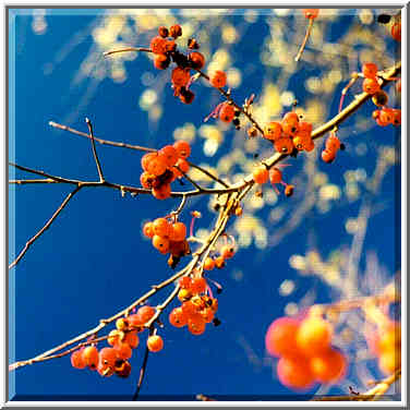 Garden St. West Lafayette, Indiana, November 3, 1999.