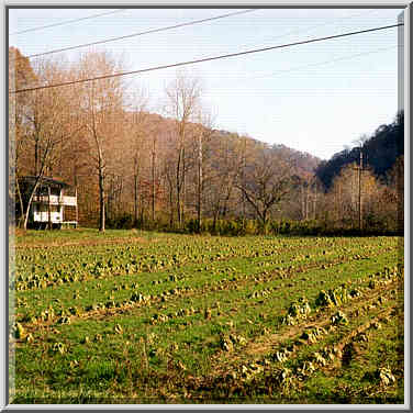 Tobacco farm near Slade, Kentucky, November 5, 1999.