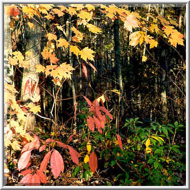 Forest near Grays Arch at morning. Red River Gorge, Kentucky, November 6, 1999.