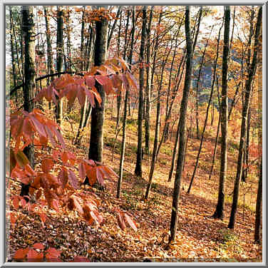 Forest near Grays Arch at morning. Red River Gorge, Kentucky, November 6, 1999.