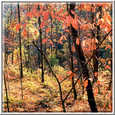 Forest near Grays Arch at morning. Red River Gorge, Kentucky, November 6, 1999.