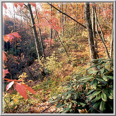 Forest near Grays Arch at morning. Red River Gorge, Kentucky, November 6, 1999.