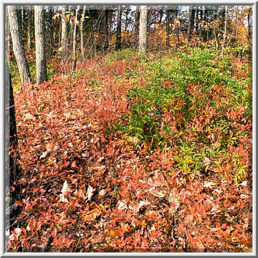 Blueberry and rhododendron bushes on Rough Trail. ...[2 words]... Gorge, Kentucky, November 6, 1999.