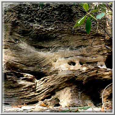 Erosion of limestone near Grays Arch. Red River Gorge, Kentucky, November 6, 1999.