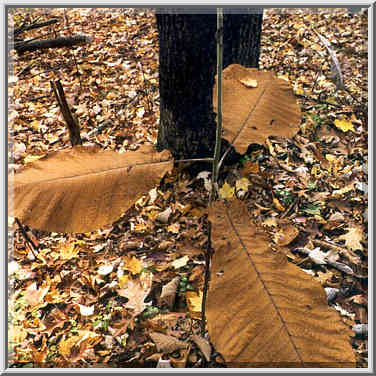 A tree with very big leaves on Rough Trail. Red River Gorge, Kentucky, November 6, 1999.