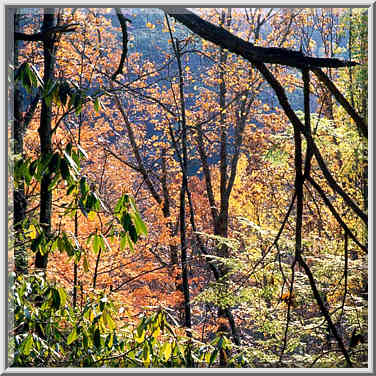 Rhododendron, fir and maples near Grays Arch. Red River Gorge, Kentucky, November 6, 1999.