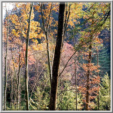 Forest below Grays Arch. Red River Gorge, Kentucky, November 6, 1999.