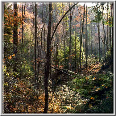 View from Rough Trail. Red River Gorge, Kentucky, November 6, 1999.