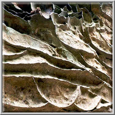 Erosion forms of limestone on a rock shelter at ...[4 words]... Gorge, Kentucky, November 6, 1999.