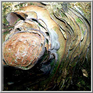 Erosion of a limestone rock at Rough Trail. Red River Gorge, Kentucky, November 6, 1999.